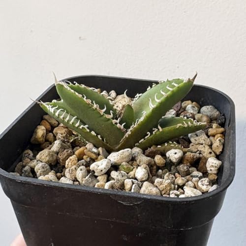 アガベ チタノタ 南アフリカダイヤモンド SAD 子株のサムネイル