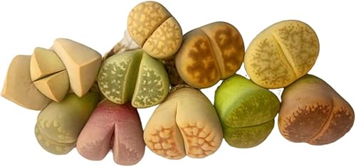 Miniatura 9 de Lithops aucampiae - 10 piezas de colores mixtos plantas vivas de lithops con raíces coloridas plantas suculentas pequeñas y exóticas para oficina