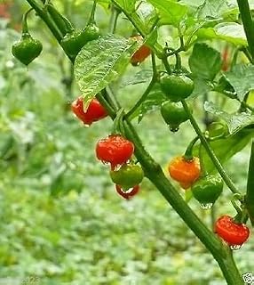 10 AUSTRALIAN LANTERN RED,Chile Pepper Seeds (Capsicum chinense) Heirloom, Rare