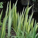 Plant World Seeds - Iris Pseudacorus Variegata Seeds