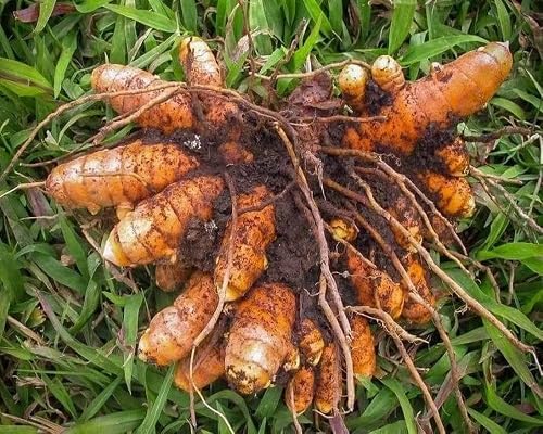 50 graines de curcuma fraîches
