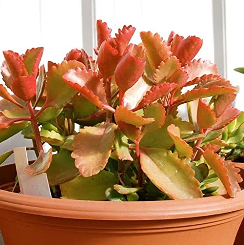 Aamish 40 piezas de semillas de plantas Kalanchoe Sexangularis