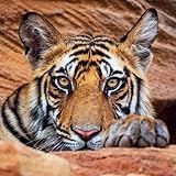 BBC Earth