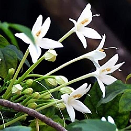 Mphmi Seedless Plant Flower Plants Millingtonia Hortensis - Tree Jasmine, Indian Cork Tree (B0CVSB8DNR) Amazon Price History, Amazon Price Tracker