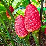 5 Shampoo Ginger Rhizomes, Live Awapuhi Ginger Roots for Planting, Zingiber Zerumbet Pinecone Ginger