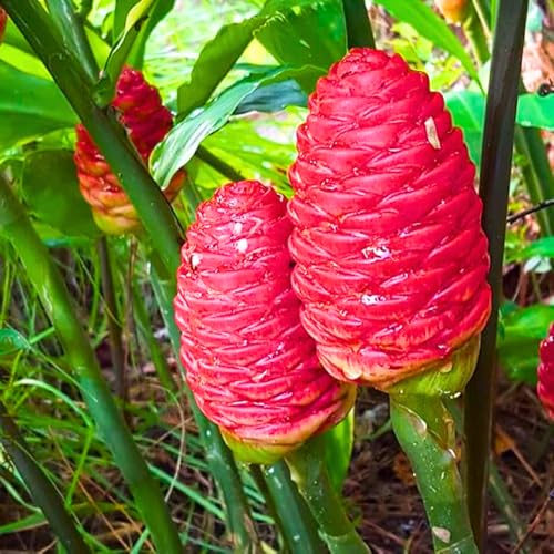 Shampoo Ginger Plant