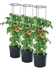 PAFEN 3X Tomatenpflanze Pflanzkübel...