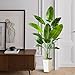 Fake Bird of Paradise Silk Artificial Plant Faux Banana Leaf Tree Lifelike Bird of Paradise for Home Decor Indoor Floor Plant with 10 Trunks (1, White Tall Planter, 6 FT)
