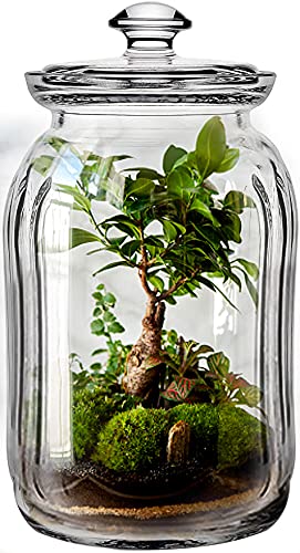 Image of STAR WORK - 1500 ml Glass Container Rose Gold Lid For Storage Jars For Kitchen -Pack of 4