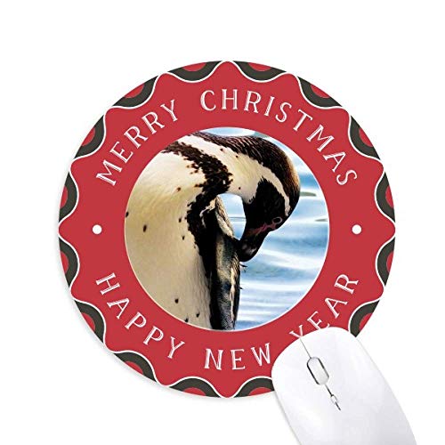 C͓ɂ̃yMȊw͎R̎ʐ^ ~`S̃NX}X}EXpbh