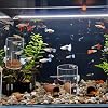 2Pcs Aquarium Fish Feeder Feeding Tray with Suction Cup, Feeding Tube Tank Divider Aquarium Breeder Box Fish Bowls Accessories Round for Turtle Shrimp Supplies Round