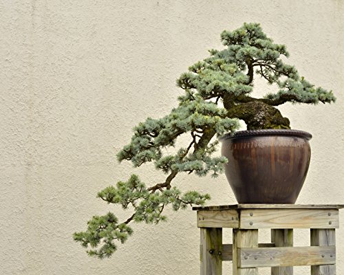 Seedeo Bonsai Anzuchtset Blaue Atlaszeder (Cedrus atlantica glauca)