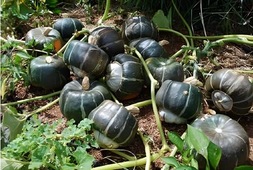 Burgess Buttercup Winter Squash Seeds (Cucurbita Maxima) - Sweet, Nutty