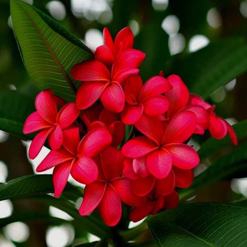 See full amazon price history chart for Mphmi Seedless Plant Flower Plants Plumeria Pink - Champa, Frangipani Mphmi Seedless Plant Flower Plants Plumeria Pink - Champa, Frangipani (B0CVS9CPNT) Amazon Price History, Amazon Price Tracker