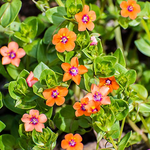 Outsidepride Anagallis Arvensis Scarlet Pimpernel Flower Seeds - 5000 Pcs Annual, Low-Growing, Red Star-Shaped Blooms, Poor Man’s Barometer, for Ground Cover & Pollinator Gardens
