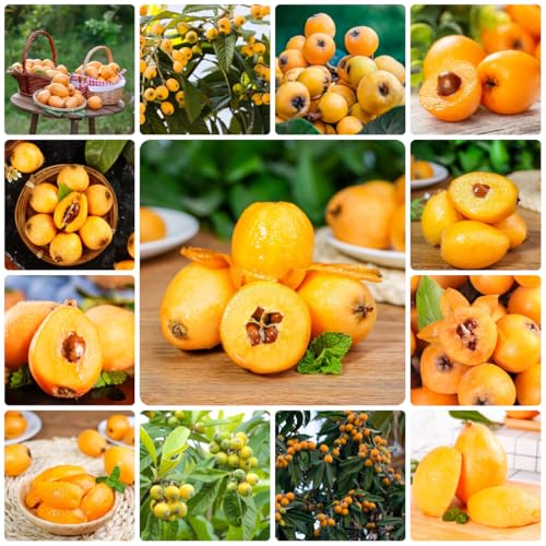 semillas de níspero, Plantas de balcón resistentes, plantas de jardín. frutas, plantas verdes, plantas de interior Plantas perennes, plantas perennes resistentes, plantas de balcón. 35pcs