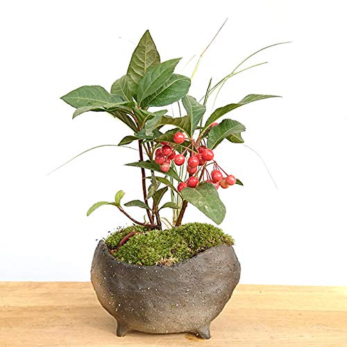 lG܁X̕ωyށyuREWi\j̖~́i ^Rjz