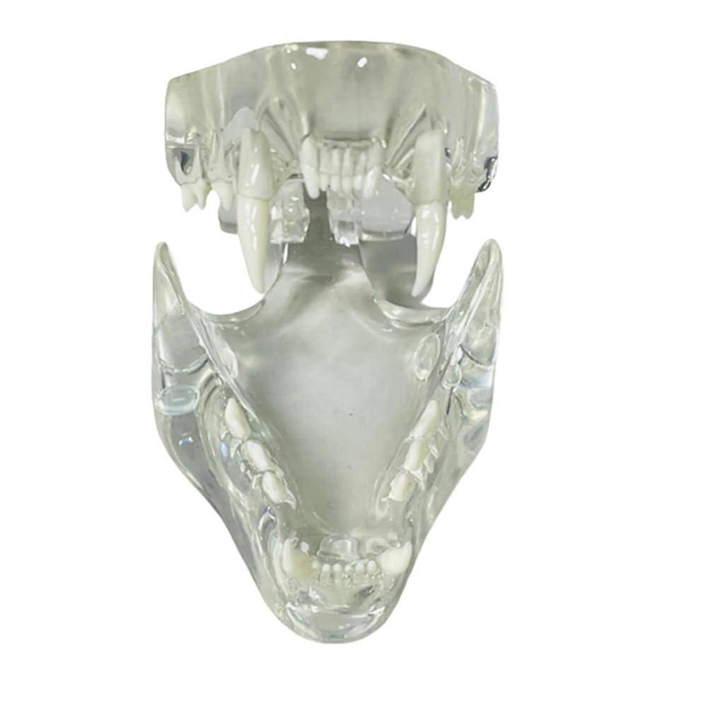 Dents canines transparentes Modèle anatomique pour animaux dentaires Outil pédagogique vétérinaire (chat) Transparent