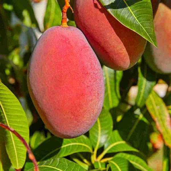 See full amazon price history chart for Greenlifelive Red Palmer Mango Live Plant (Grafted) 1-2 feet Height Greenlifelive Red Palmer Mango Live Plant (Grafted) 1-2 feet Height (B0D77DHPF8) Amazon Price History, Amazon Price Tracker