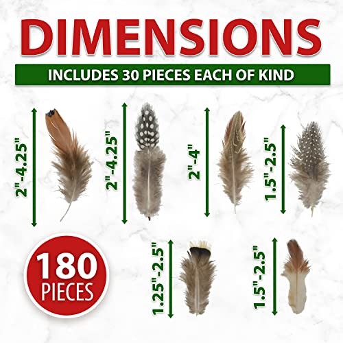 Craft Feathers - Natural Feathers - Loose Real Chicken Feather For Dream Catcher Jewelry Making Hats Crafts By Mandala Crafts 1.25 To 4.25 Inches 180 Pcs #TOP1