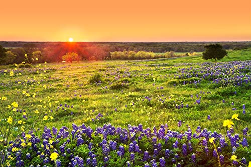 Bluebonnet Photography Print Set, Complementary Texas Bluebonnets Sunset Views, Orange & Purple Photo Set, Texas Home Decor Wall Art, Set Of Four Images 5X7 To 16X24 #TOP2