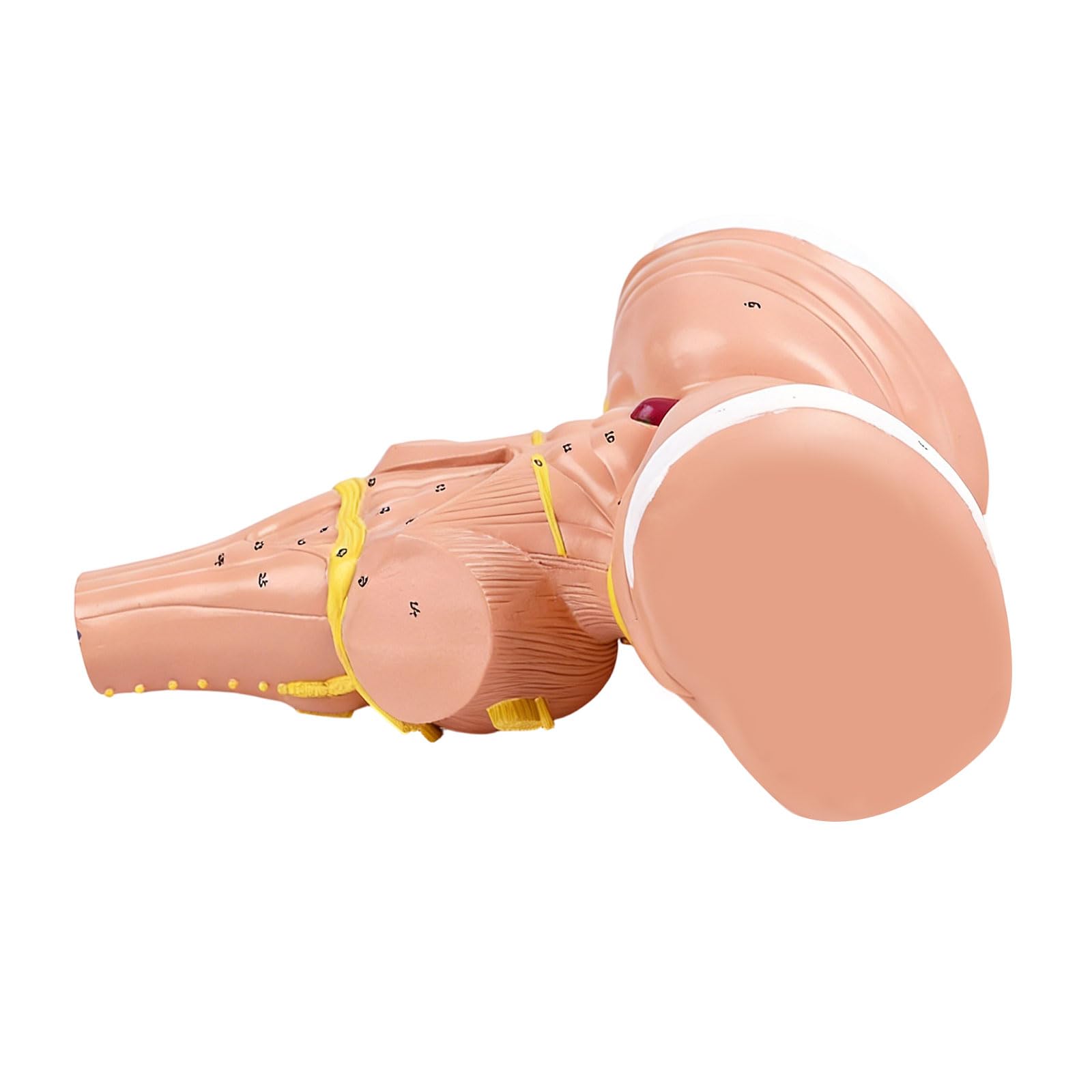 Model anatomiczny ludzkiego mózgu z PCW idealny do długotrwałego stosowania narzędzi edukacyjnych w instytucjach medycznych PVC model anatomiczny