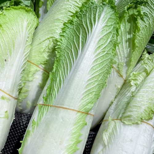 semillas de Pak Choi, variedades antiguas Semillas de col china orgánicas, semillas de invierno de balcón resistentes 400pcs
