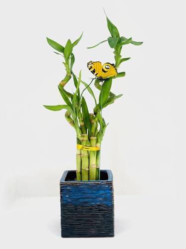 Generic 15 Inch Spiral And Stright Lucky Bamboo Plant With Black And Blue Ceramic Vase thumb #1