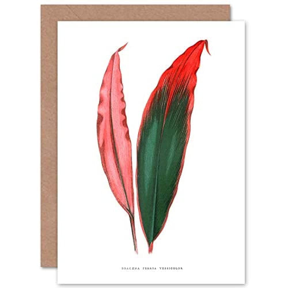 Artery8 - Greeting Card - Botanical Gardner Leaf Dracaena Ferrea Versicolor - Green