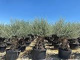 🟢 ULIVI 🟢 - Ulivo “Olea europea” bonsai in mastello da coltivazione in plastica da 285 litri