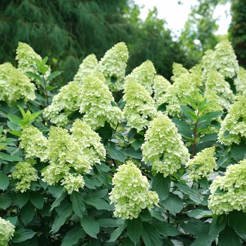 2 Gal. Limelight Prime Hydrangea Shrub
