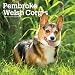 Pembroke Welsh Corgis 2020 12 x 12 Inch Monthly Square Wall Calendar, Animals Dog Breeds