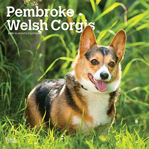 Pembroke Welsh Corgis 2020 12 x 12 Inch Monthly Square Wall Calendar, Animals Dog Breeds