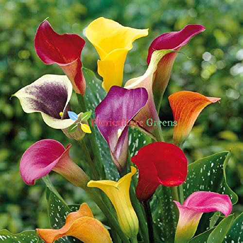 Floriculture Greens Imp. Zentedeschia Calla/Cala Lily Flower Bulbs For Home Gardening Planting (Multi-Mix, Pack Of 4 Bulbs)