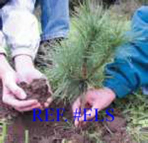 Miniatura 4 de Landscape Items - Surtido de plántulas de trasplante de hoja perenne de 6 a 25 pulgadas de alto, cantidad 8