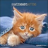  Katzenbabys 2023 - Broschürenkalender 30x30 cm (30x60 geöffnet) - Kalender mit Platz für Notizen - Wandkalender - Wandplaner - Katzenkalender: by Sabine Rath