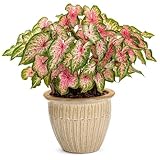 caladium seguinum 9ch boiron Great Value: This seed pack offers gardeners an effortless growing experience at a very affordable price.