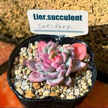 売却済み　　多肉植物 リエール苗　ブラックチップ Amazon.co.jp: 多肉植物 リエール苗 シャインブライト 札なし