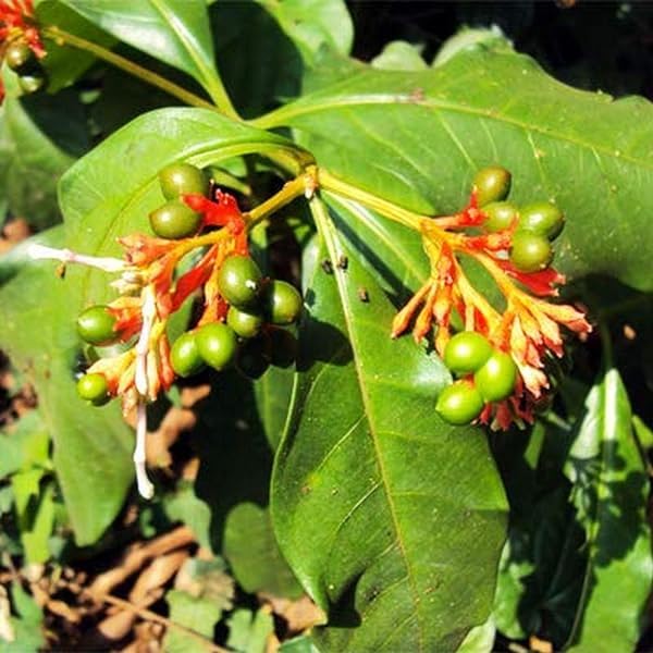 Live Plant Sarpagandha Indian Snakeroot (Rauvolfia Serpentina) Herb (1 Healthy Live Herb/Medicinal/Ornamental Plant) for Plant Pack of 1 (B0D3XC71PZ) Amazon Price History, Amazon Price Tracker