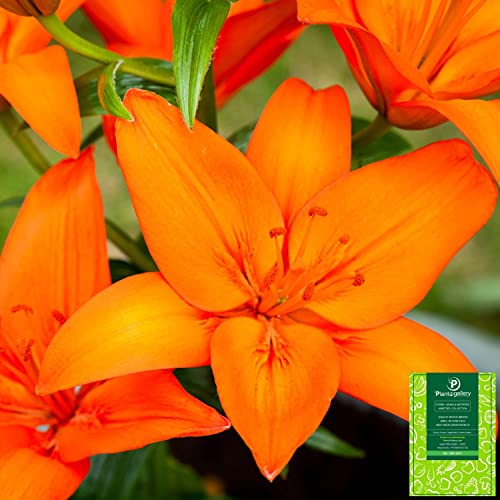 Plantogallery Asiatic Lily Flower Bulbs - Pack Of 1 Bulbs (Orange) (B0CG33JSF5) Amazon Price History, Amazon Price Tracker