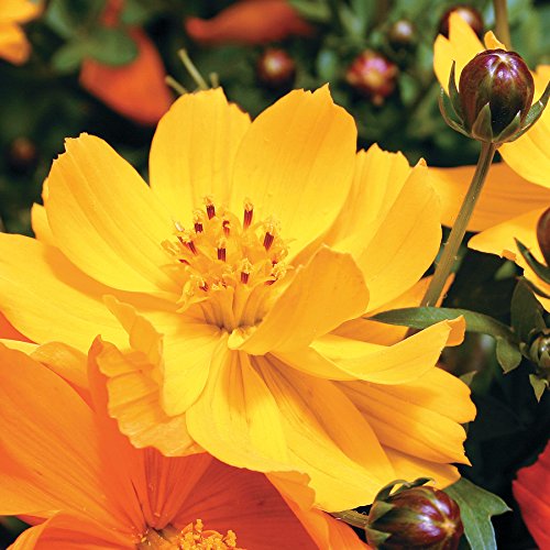 Cosmos Flower Seeds (Pack of 25-30 Seeds)-image-8
