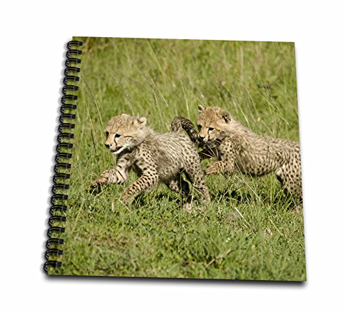 3dRose db_71060_2 Kenya, Masai Mara Game Reserve, Cheetah Cubs-AF21 JMC06-Joe and Mary Ann Mcdonald-Memory Book, 12 by 12-Inch