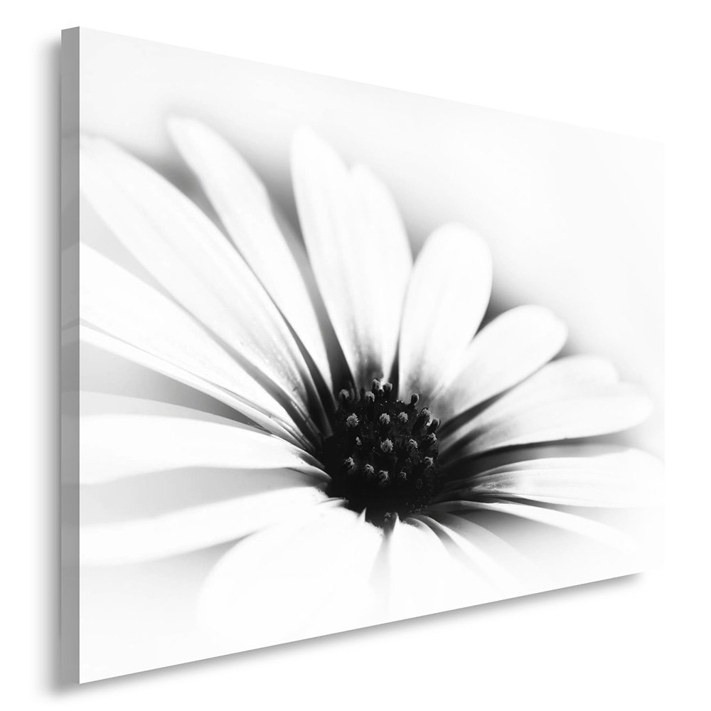 Feeby. Cuadro en Lienzo - 1 Parte - 50x70 cm, Imagen impresión Pintura decoración Cuadros de una Pieza, Margarita, Flor, Naturaleza, Blanco Y Negro