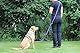 Activity4Dogs Anti-Slip Hundeleine aus Nylon | rutschfest | 2,80 m lang | 4-Fach verstellbare Führleine | für mittelgroße und große Hunde | Lila | Made in Germany