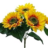 Diámetro de la cabeza de la flor es de aproximadamente 5 "en (12 cm)