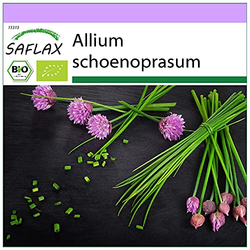 SAFLAX - BIO - Schnittlauch - 250 Samen - Allium schoenoprasum