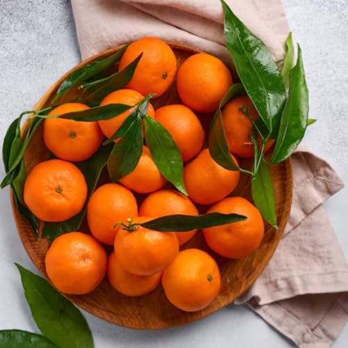 Clementine Trees Live Plants, 2 to 3 Feet Tall, 3 Gallon Pot, Clementine Tangerine Mandarin Tree for Planting, No Shipping to CA