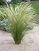 Produktbild 1 x Stipa tenuissima 'Pony Tails' XXL Topf (Ziergras/Gräser/Stauden) Federgras 5 Liter Topf