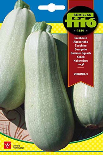 Semillas Fitó Courgette blanche de virginie
