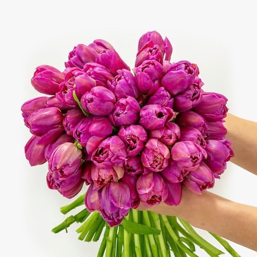 <h3>Fresh Magenta Tulip Bouquet (50 Stems)</h3>